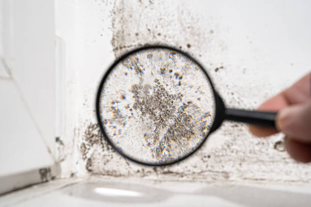 Trusted Fallsburg, NY Mold Prevention & Removal  Experts